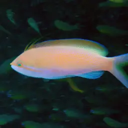 Threadfin Anthias, photo 9