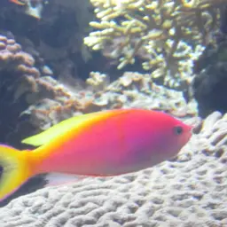 Threadfin Anthias, photo 10