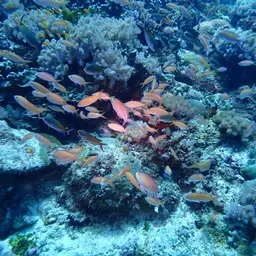 Threadfin Anthias, photo 11