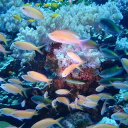 Threadfin Anthias, photo 12