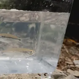 Bornean Minnow, photo 1
