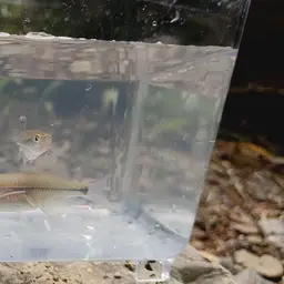 Bornean Minnow, photo 2