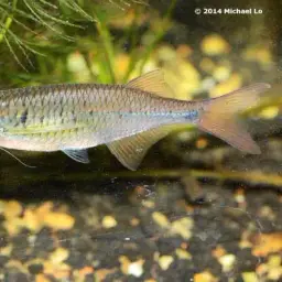Sabah Danio, photo 1