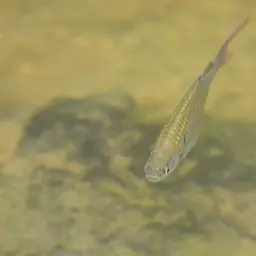Sabah Danio, photo 2