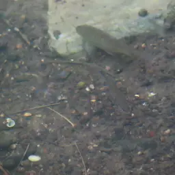 Sabah Danio, photo 3