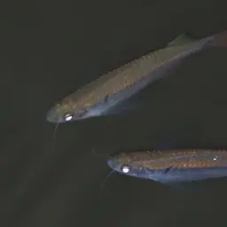Sabah Danio, photo 5