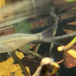 Sabah Danio, photo 6
