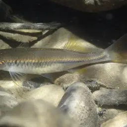 Sabah Danio, photo 7