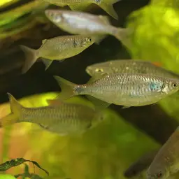 Sabah Danio, photo 8