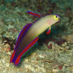 Purple Firefish, photo 1