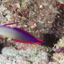Purple Firefish, photo 2