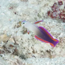 Purple Firefish, photo 3