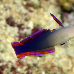 Purple Firefish, photo 4