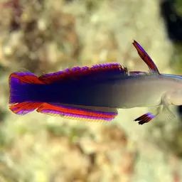 Purple Firefish, photo 5