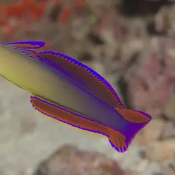 Purple Firefish, photo 6