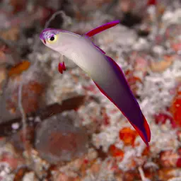 Purple Firefish, photo 7