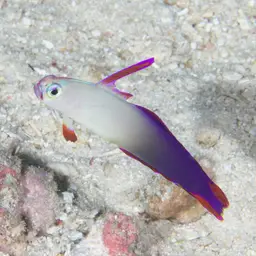 Purple Firefish, photo 8