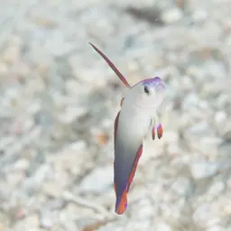 Purple Firefish, photo 9