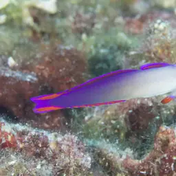 Purple Firefish, photo 10
