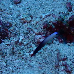 Purple Firefish, photo 11