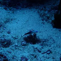Purple Firefish, photo 12
