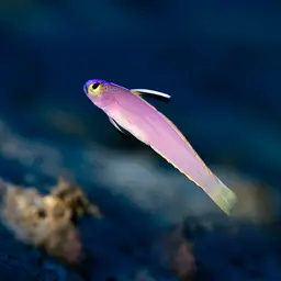 Helfrich's Dartfish