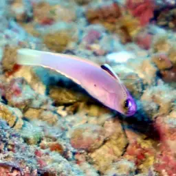Helfrich's Dartfish, photo 2