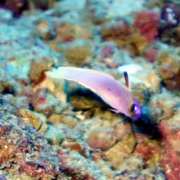 Helfrich's Dartfish, photo 3