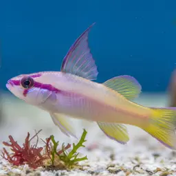 Helfrich's Dartfish, photo 4