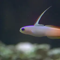 Fire Dartfish