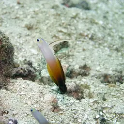 Fire Dartfish, photo 2