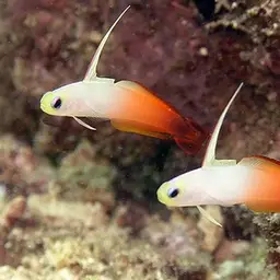 Fire Dartfish, photo 3