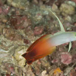 Fire Dartfish, photo 4