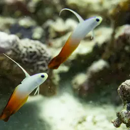 Fire Dartfish, photo 5