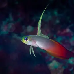 Fire Dartfish, photo 6