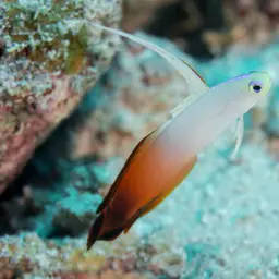 Fire Dartfish, photo 7