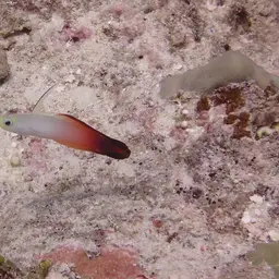 Fire Dartfish, photo 8