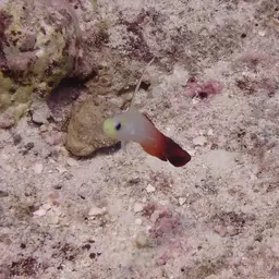 Fire Dartfish, photo 9