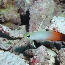 Fire Dartfish, photo 10