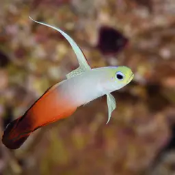 Fire Dartfish, photo 11