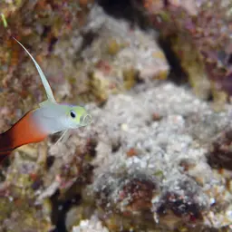 Fire Dartfish, photo 12