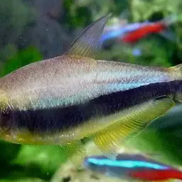 Emperor Tetra, photo 1