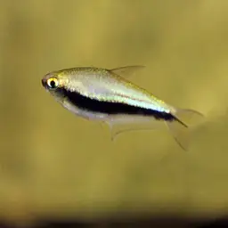 Emperor Tetra, photo 2