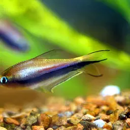 Emperor Tetra, photo 3