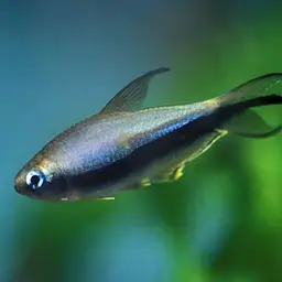 Emperor Tetra, photo 4