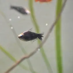 Emperor Tetra, photo 5