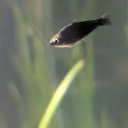 Emperor Tetra, photo 6