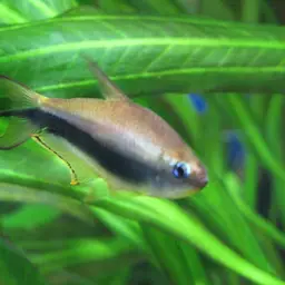 Emperor Tetra, photo 7