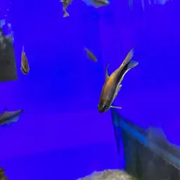 Emperor Tetra, photo 9