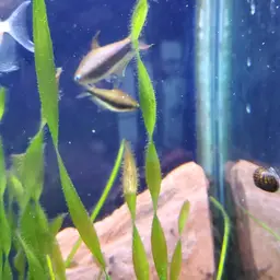 Emperor Tetra, photo 10